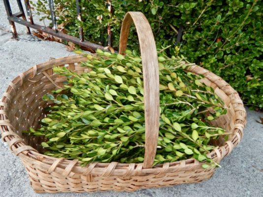 Preserved Boxwood Wreath Tutorial Pender Peony A Southern Blog