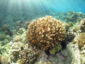 Exploring Hawaii's coral reefs, marine life, and pristine blue waters is an absolute requirement while visiting Maui. Head out on a glorious snorkeling adventure to Molokini with the Pride of Maui!