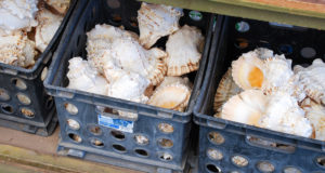 Hawaiian souvenir shopping guide for Maui