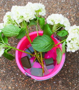 Step 3 to create hydrangea centerpiece - cut floral foam and hydrangea stems and soak in water