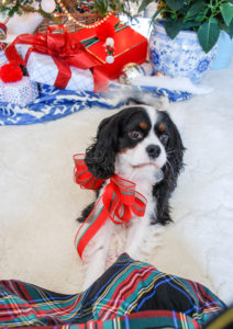 Henry the Cavalier King Charles Spaniel wears a red bow and sits in front of a preppy & plaid Christmas tree