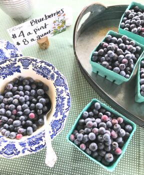 Sycamore Hill Blueberries