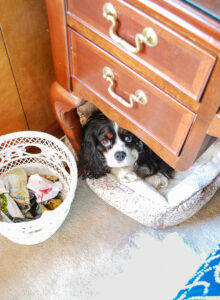 My dog Henry sleeps under my desk in my home office while I work away.