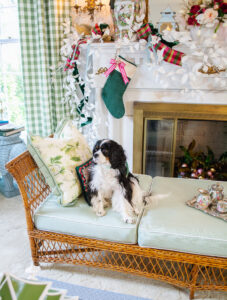 Henry my tricolored Cavalier King Charles Spaniel sits on my wicker daybed with green and chintz cushions