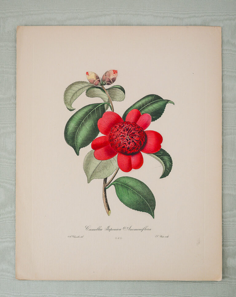 Camellia Japonica Engraving after Alfred Chandler