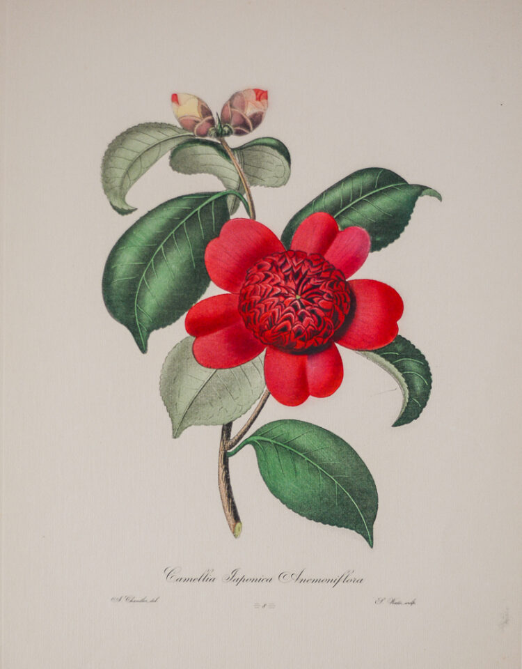 Camellia Japonica Engraving after Alfred Chandler