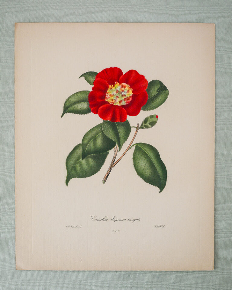 Red Camellia Japonica Engraving after Alfred Chandler