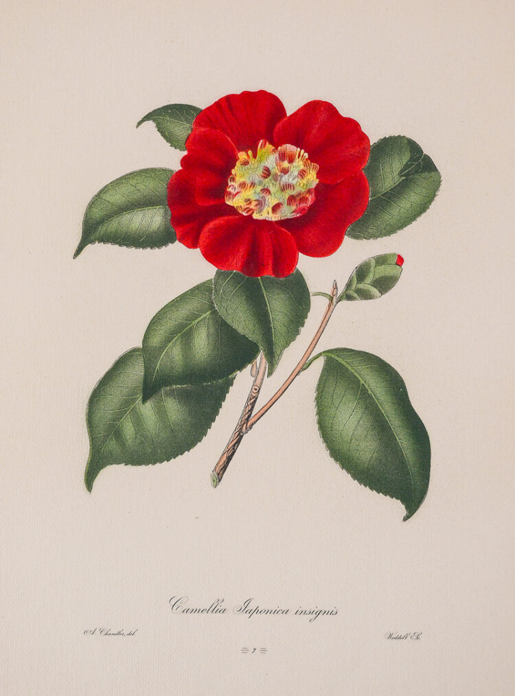 Red Camellia Japonica Engraving after Alfred Chandler