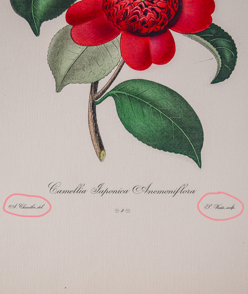 Camellia engraving showing the artist and print maker markings at bottom of image