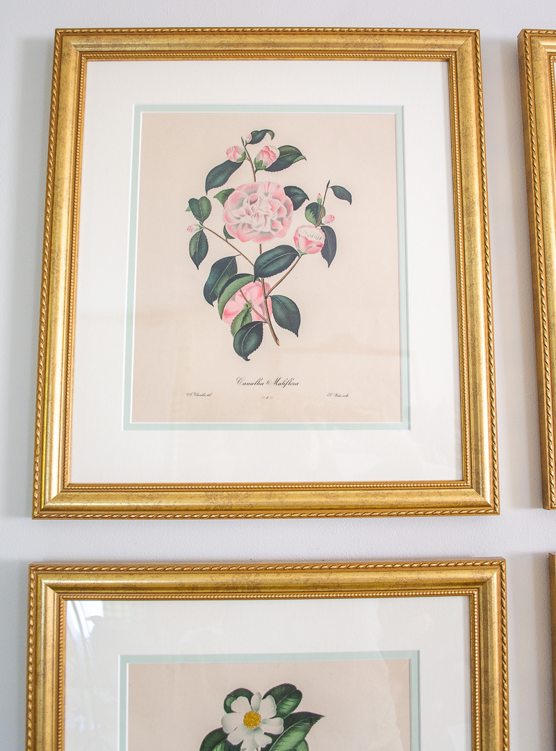 Pink camellia engraving in gold frame hung on my floral gallery wall in living room