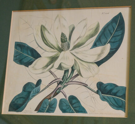 Ear-leaved magnolia No. 1206 Curtis engraving