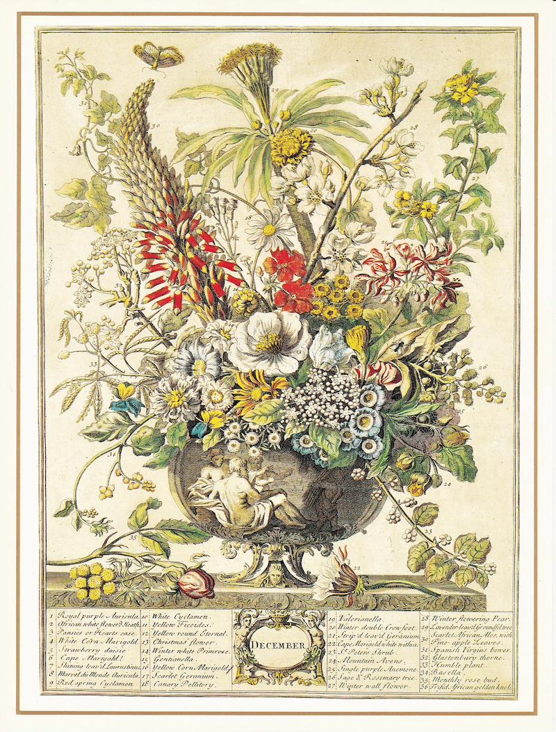 Robert Furber's botanical print for December