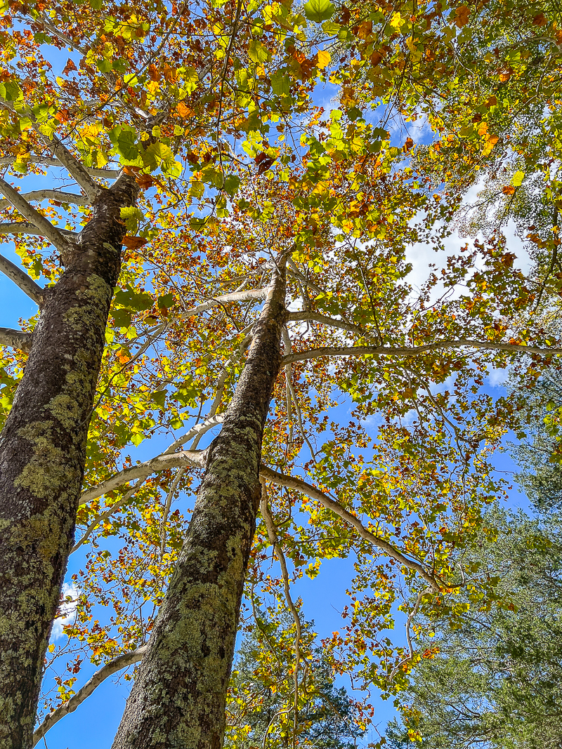 Enjoying the autumnal hues of the sycamore trees