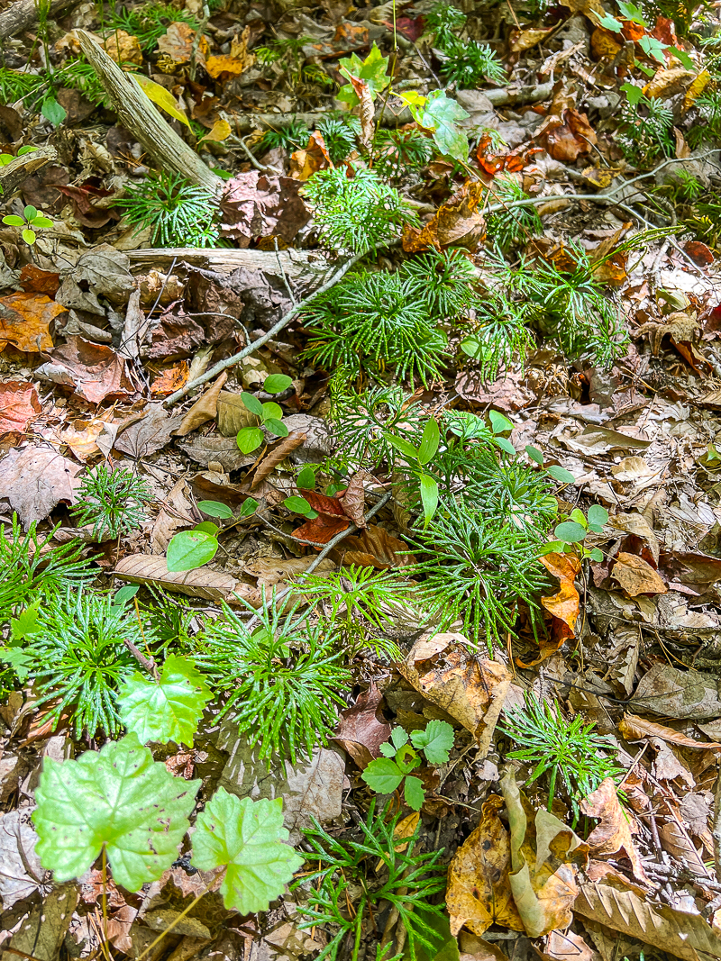 ground cedar on the Lake Trail at Big Ridge State Park
