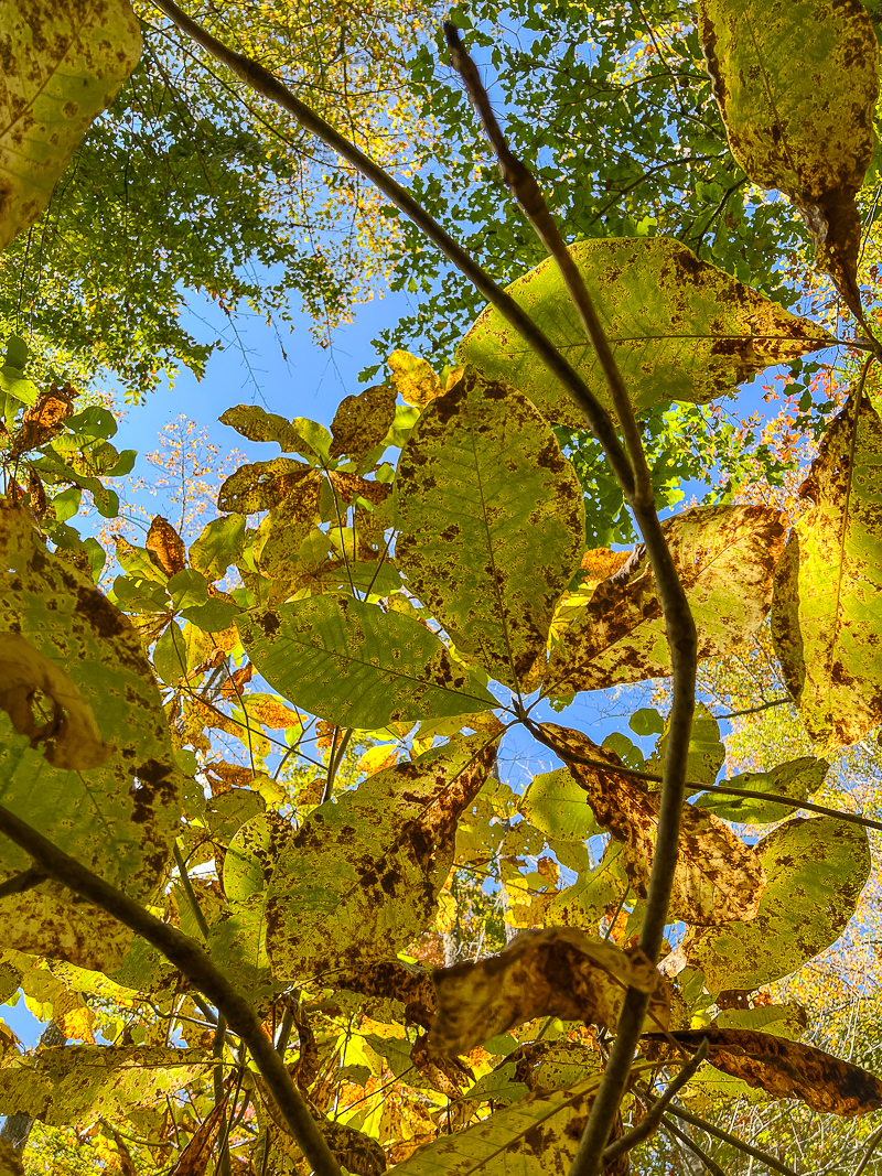 Never forget to look up on your hike through the woods