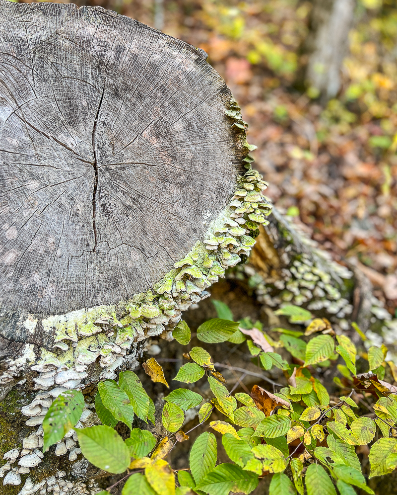 A hiking adventure around the lake