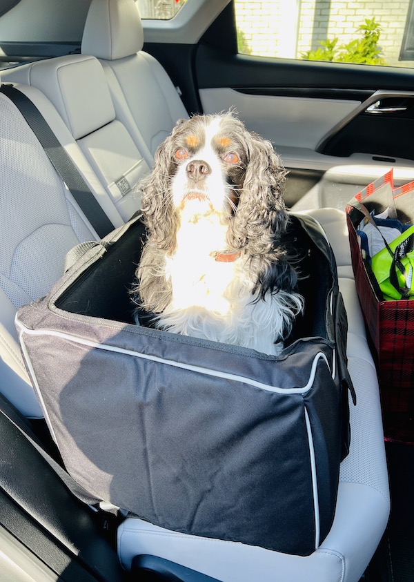 Henry sitting in car seat