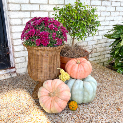 Fall decor at the front door with purple mums in a wicker urn, a Eugenia topiary, and Cinderella pumpkins