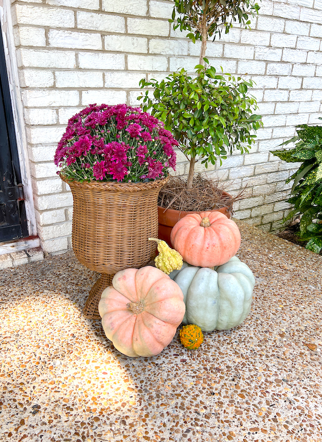 Fall decor at the front door with purple mums in a wicker urn, a Eugenia topiary, and Cinderella pumpkins