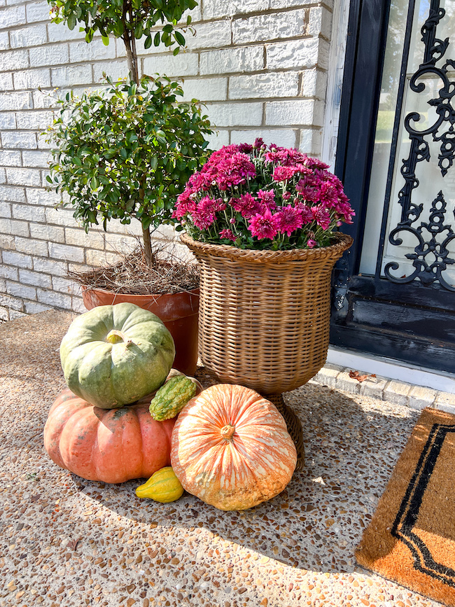 Fall decor at the front door with purple mums in a wicker urn, a Eugenia topiary, and Cinderella pumpkins